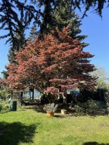 Garten Urbanes Wohnflair trifft Naturidylle - Doppelhaush�lfte direkt am Leutewitzer Park