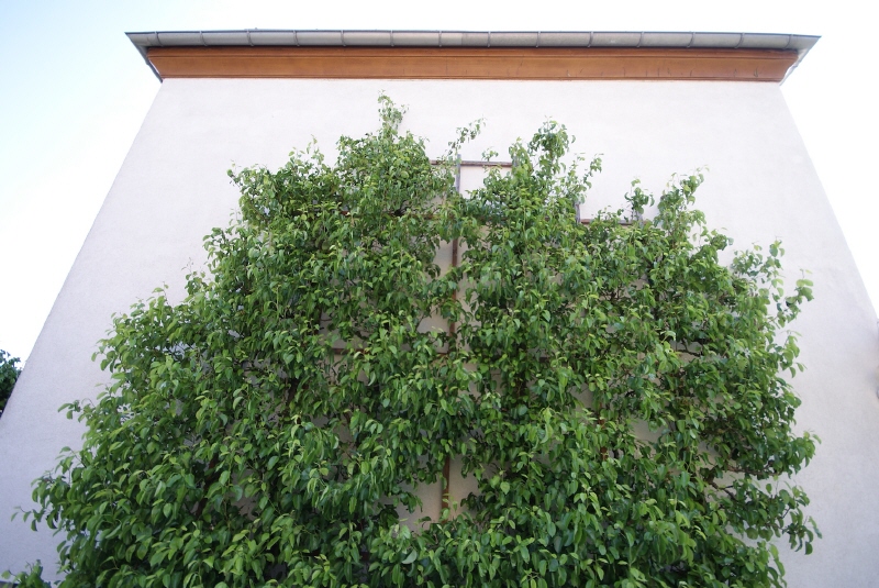 Wein an Hauswand Einfamilienhaus Bannewitz