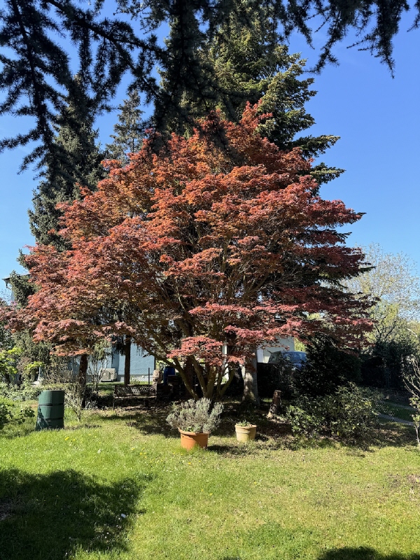 Garten Doppelhaush�lfte Dresden